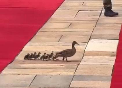 Patke na dočeku kineskog predsjednika u Srbiji Patke na dočeku kineskog predsjednika u Srbiji