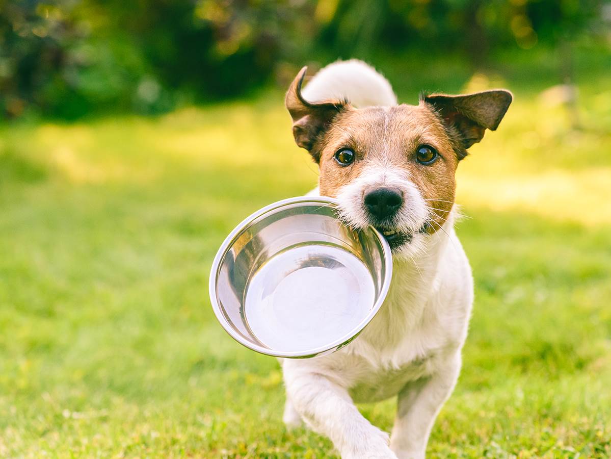 Da li psi mogu da budu vegani Da li psi mogu da budu vegani