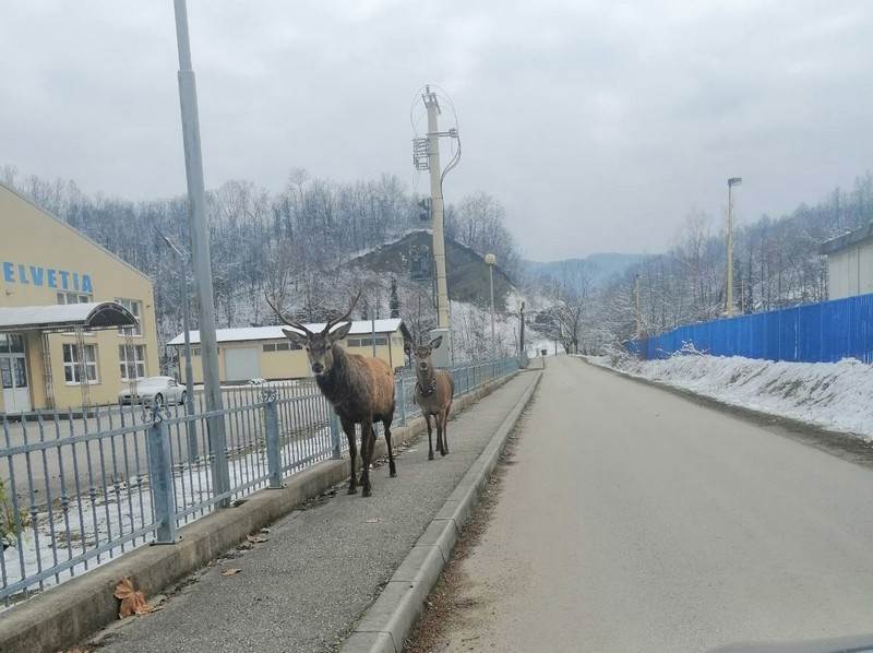 Jeleni u Loparama Jeleni u Loparama