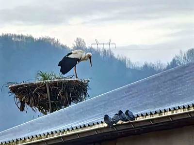 Vratile se rode u Bratunac Vratile se rode u Bratunac